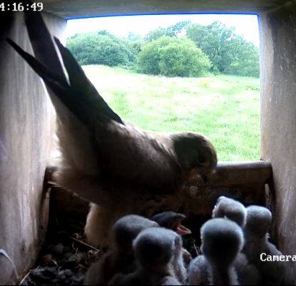 Kestrel chicks have hatched